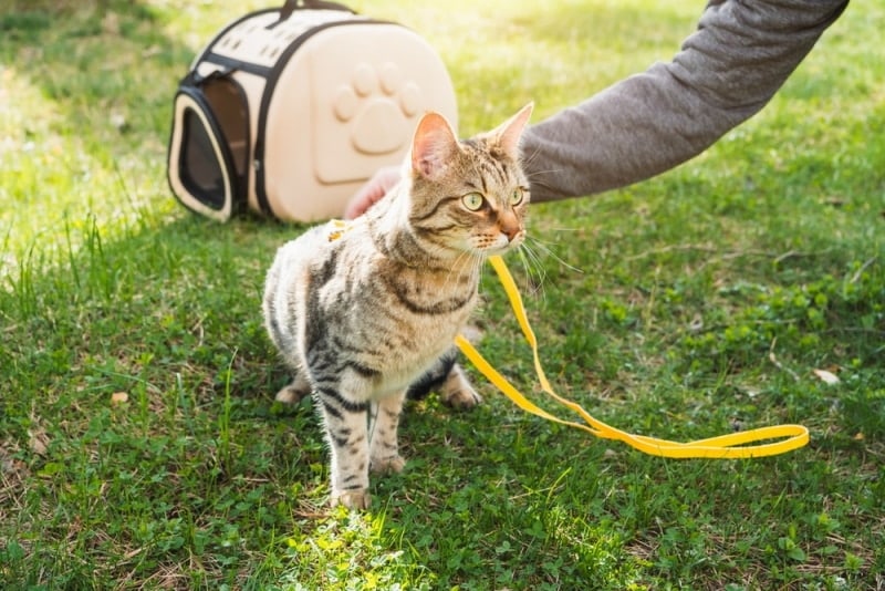 tabby cat wearing yellow harness