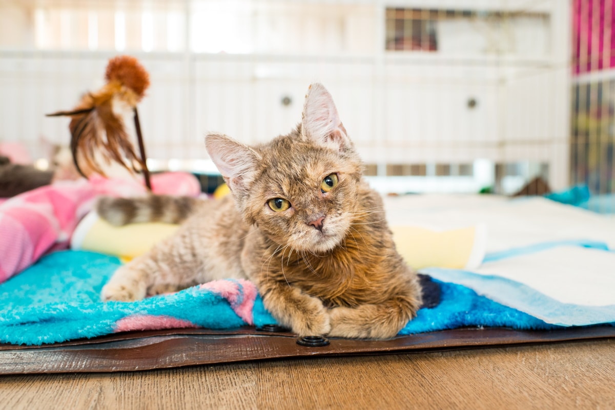 Tabby cat with cerebellar hypoplasia