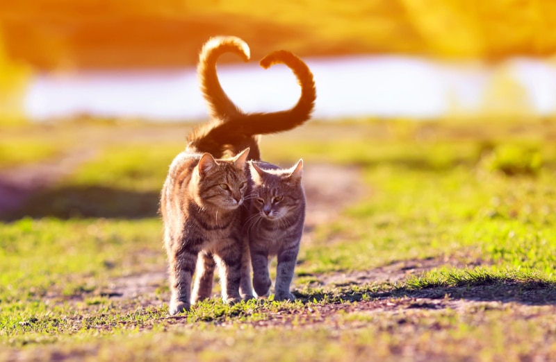 tabby cats walking and twisting their tail to a heart shape