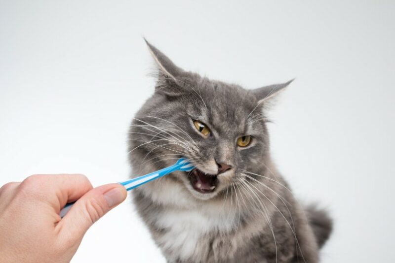 tabby maine coon teeth brushing