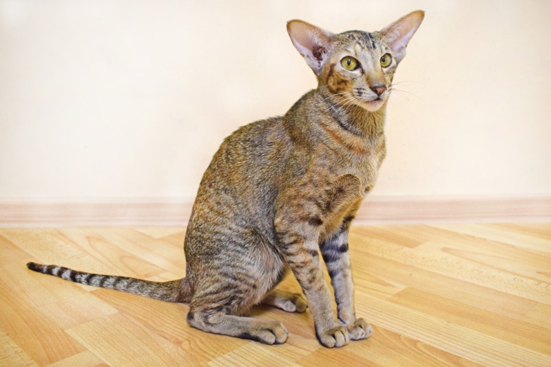 tabby oriental shorthair cat sitting on the floor