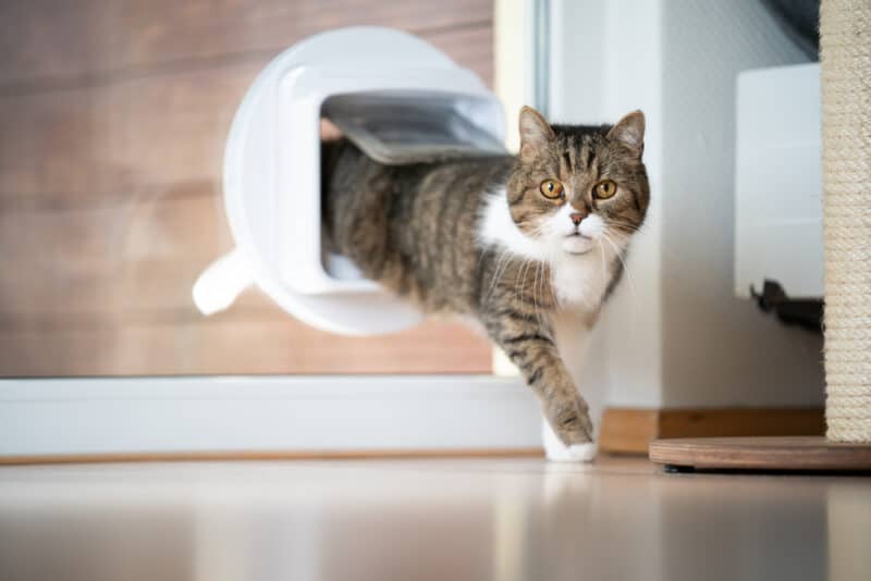 tabby white british shorthair cat coming home entering room through cat flap in window