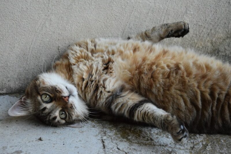 tabby cat lying on the floor