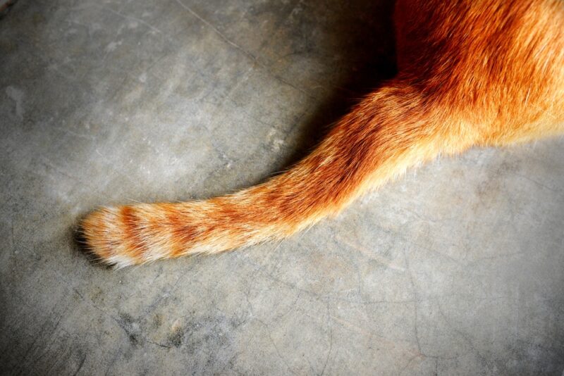 tail of a cat on vintage background