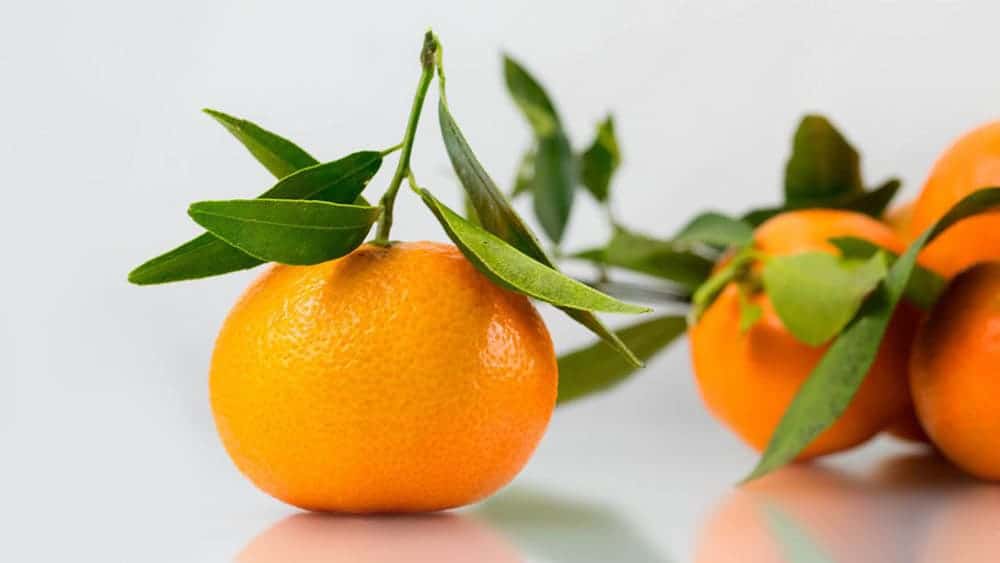 tangerines in white background