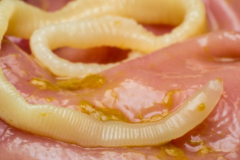 tapeworm in a cat's stomach