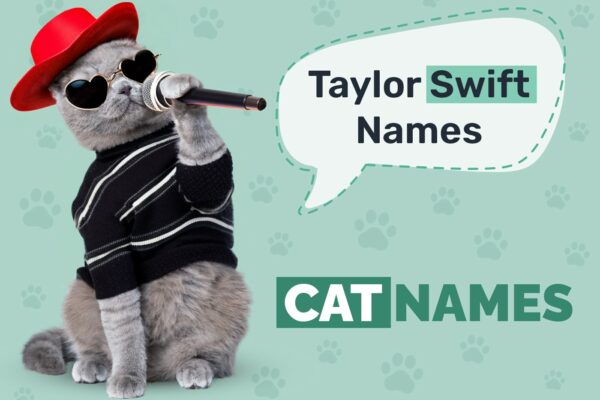 Taylor Swift-Inspired Cat