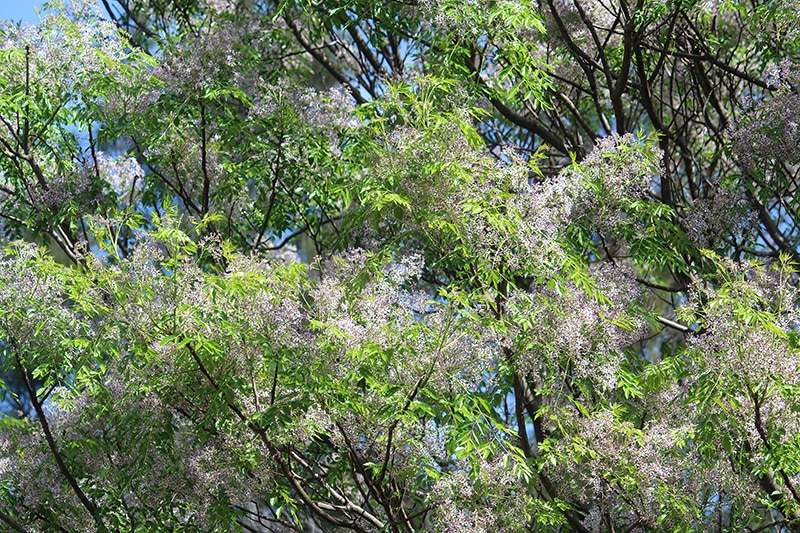 texas umbrella tree or chinaberry tree in a park