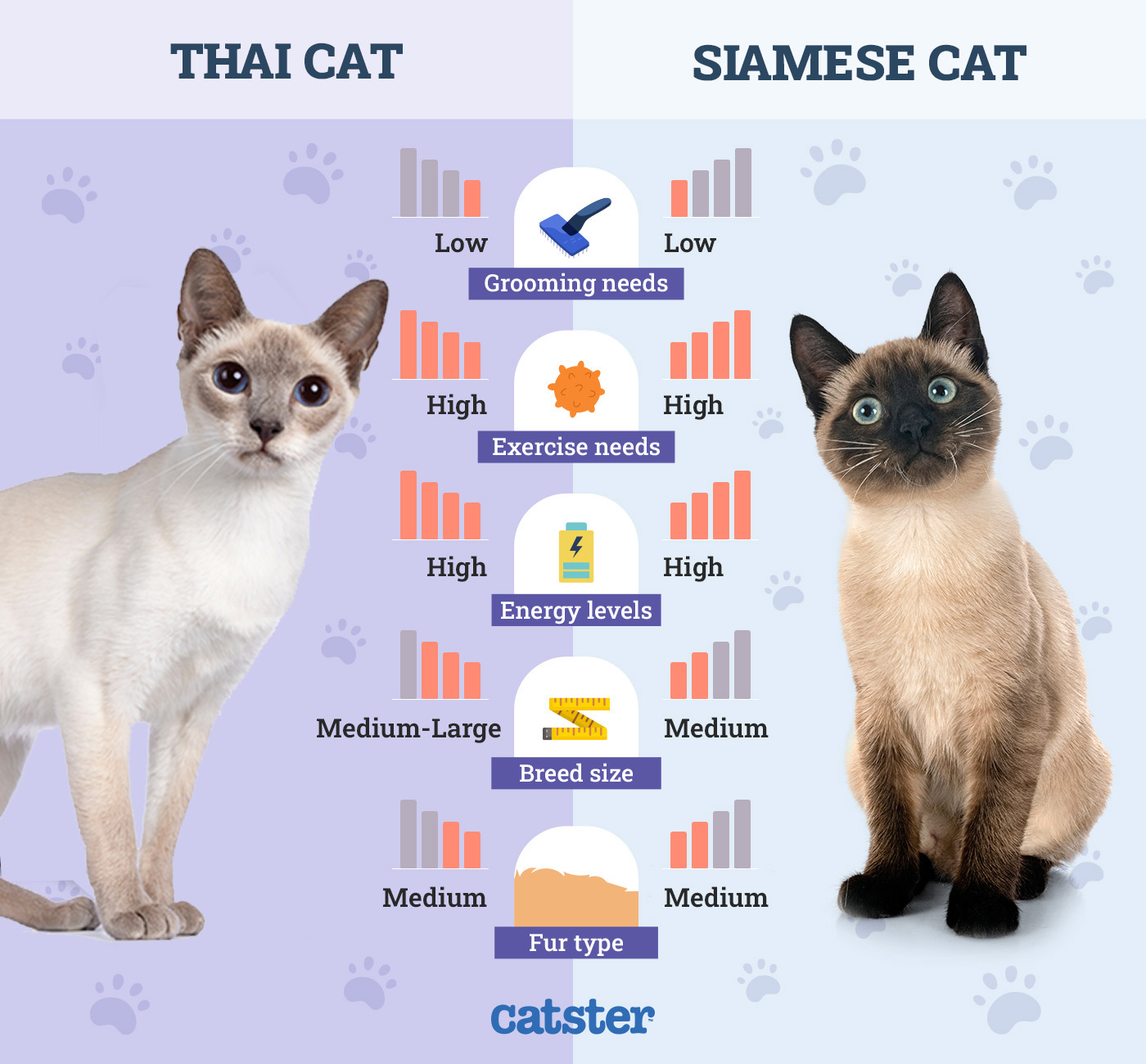 thai vs siamese side by side