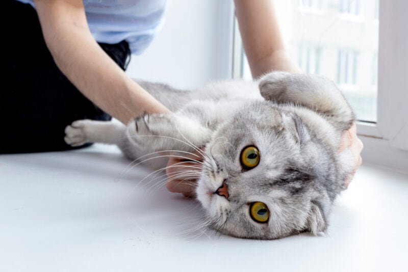 the cat is lying on the bed, the hands of the hostess are stroking her