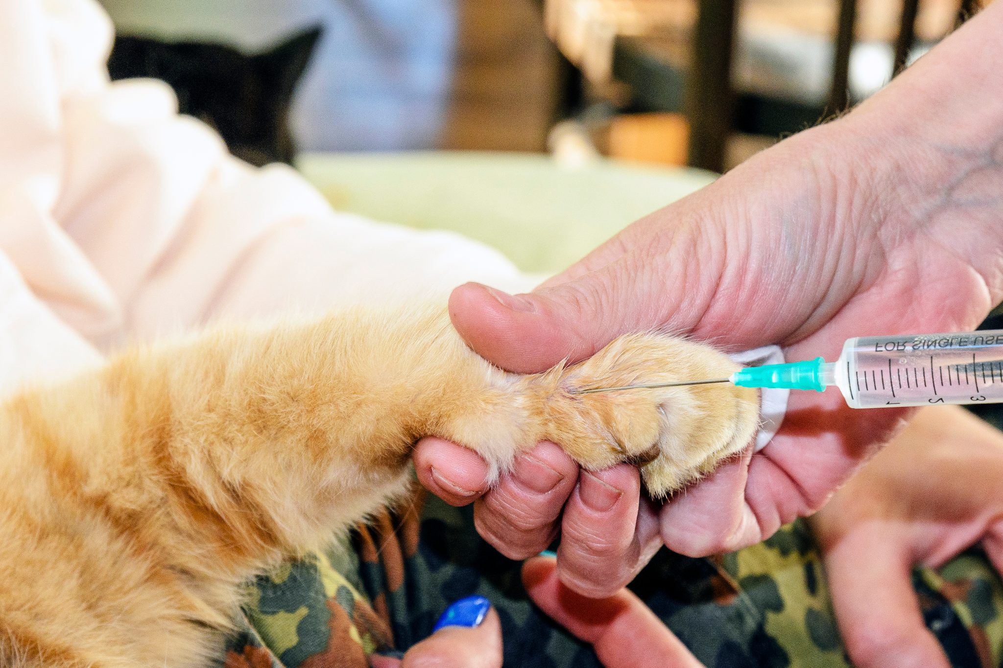 the veterinarian makes an injection to a cat, the cat was bitten by a snake, bitten by a Viper