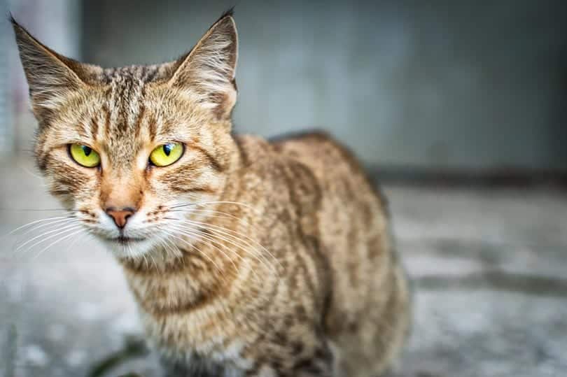 thin cat with yellow eyes