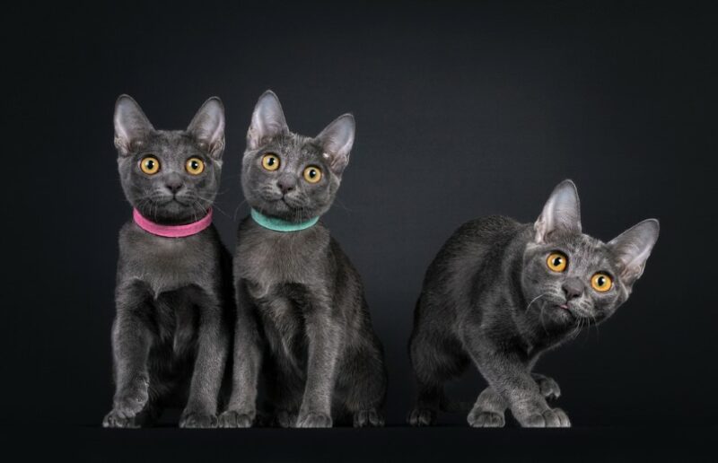 three Korat kittens