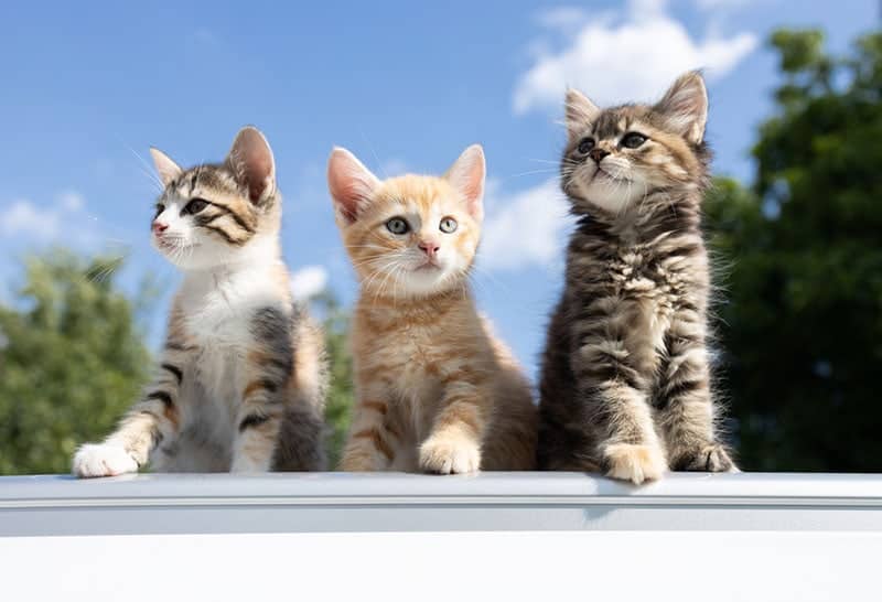 three cute kittens sit against the background of the sky and look around with curiosity