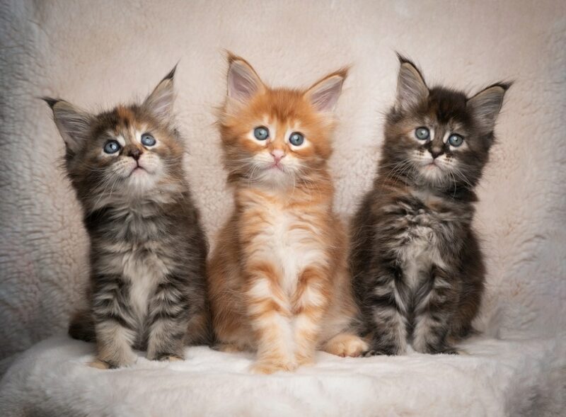 three different colored maine coon kittens