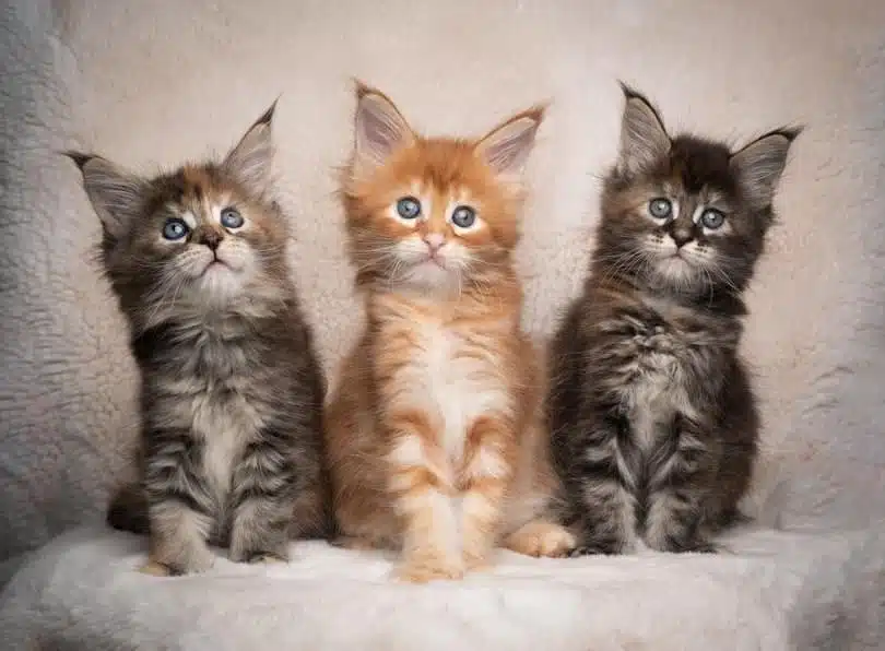 Baby Maine coon litter