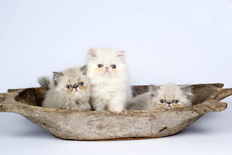 Three persian kittens in wooden bowl