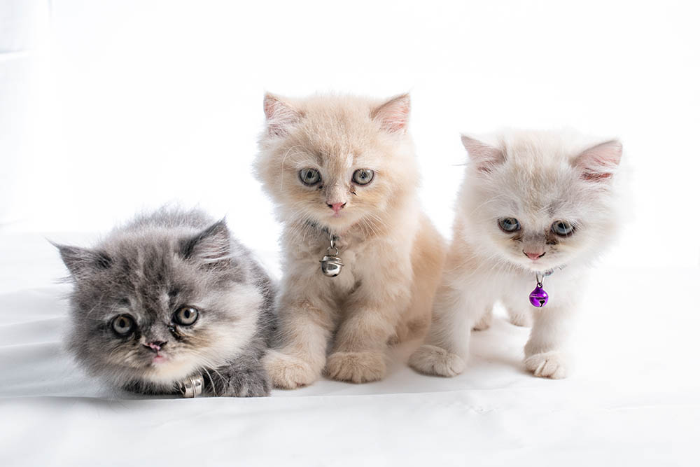 three Persian kittens