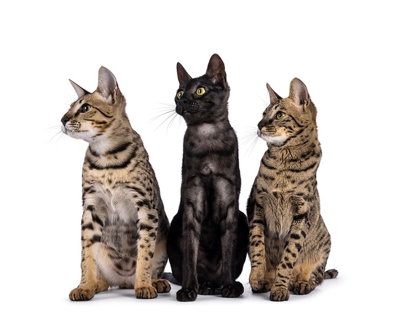 three savannah cats different colors