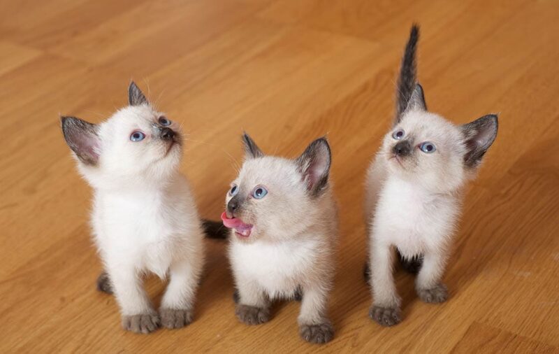 three siamese kittens on the floor