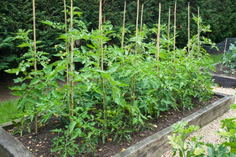 tomato plants in the garden