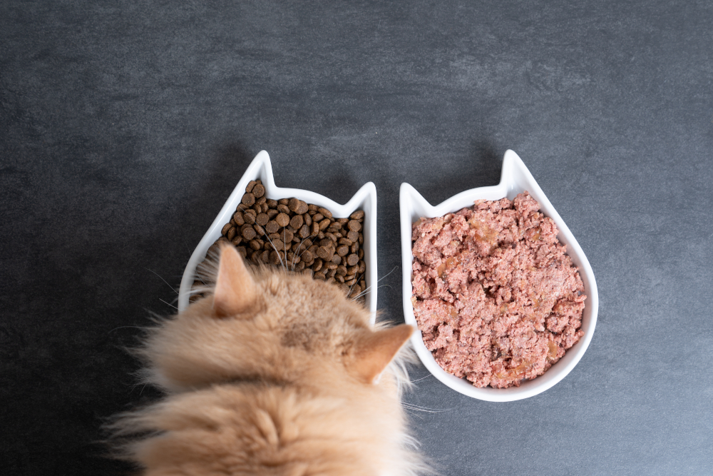 top view of a cream maine coon cat eating dry and wet pet food from feeding dish