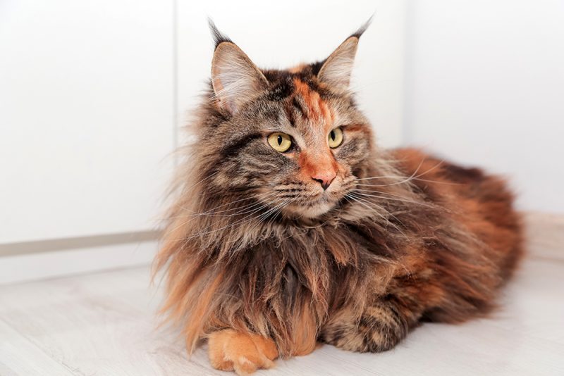 6 Breeds of Long-Haired Tortoiseshell Cats (With Info & Pictures) - Catster