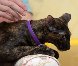 Do Flea Collars Work on Cats? Vet-Approved Facts & FAQ - Catster