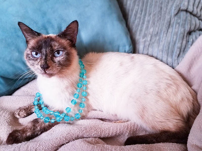 tortie point siamese cat wearing blue beaded necklace