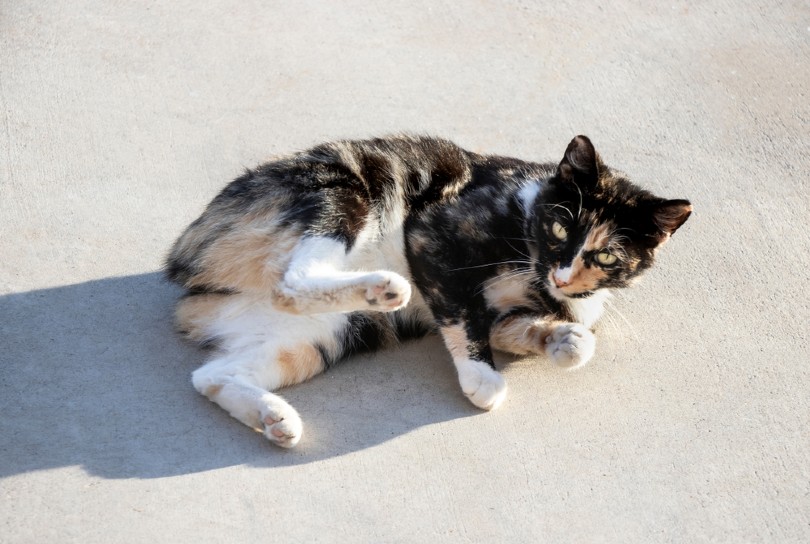 tortoiseshell and white manx cat