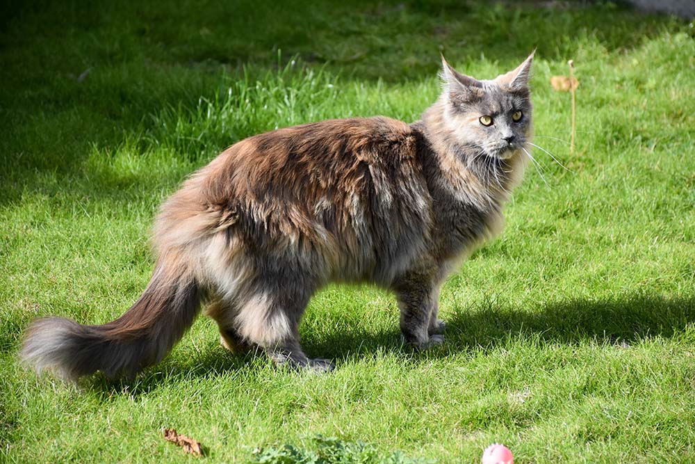 tortoiseshell blue smoke main coon standing outdoors