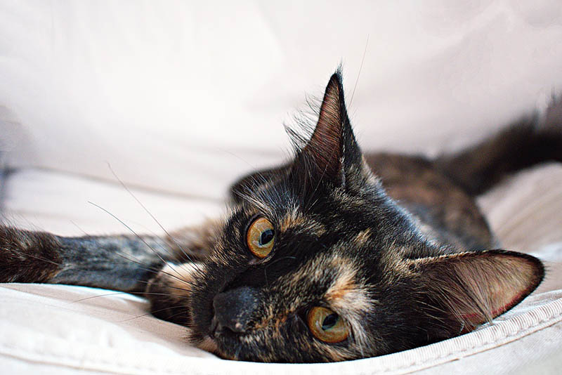 tortoiseshell cat close up