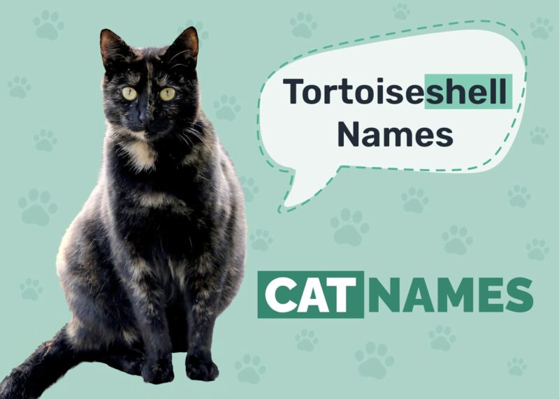 Tortoiseshell Cat Names