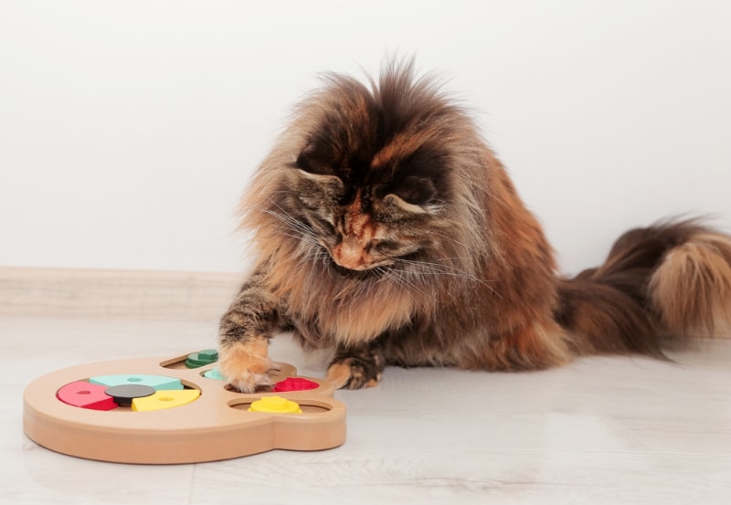 tortoiseshell maine coon cat playing with puzzle feeder toy