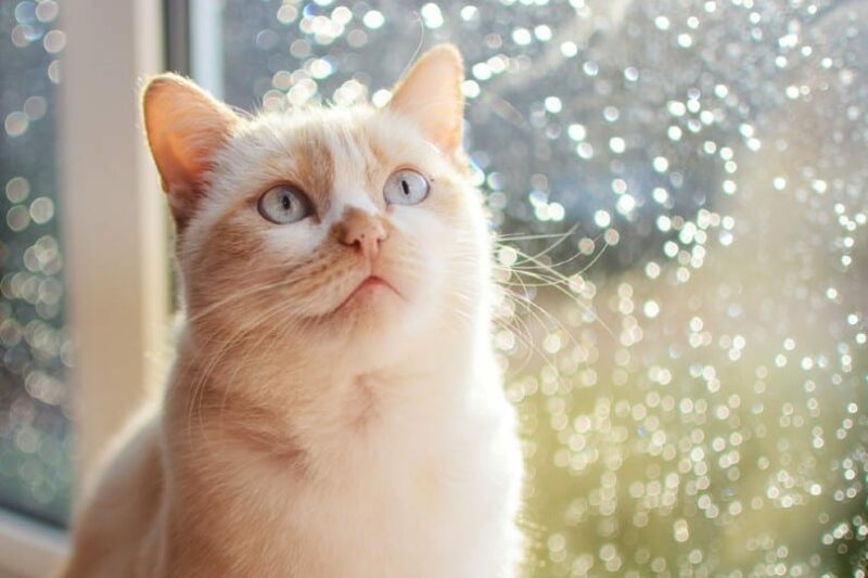 tortoiseshell ragamuffin cat