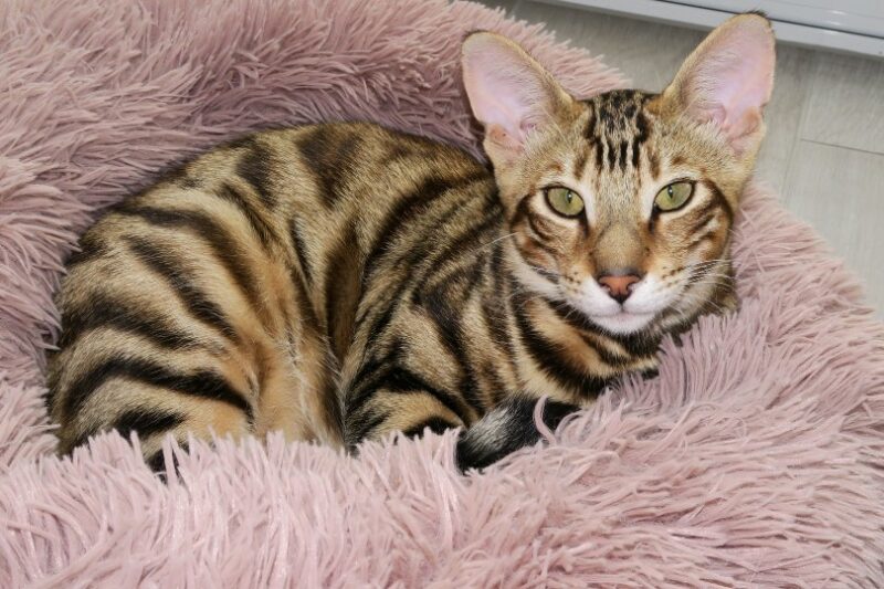 toyger cat in bed