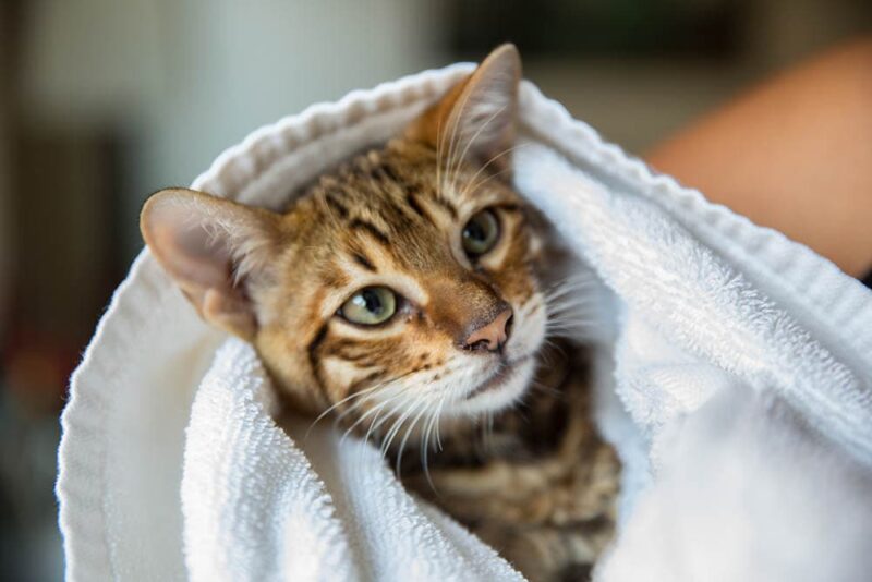 toyger kitten wrapped in a towel