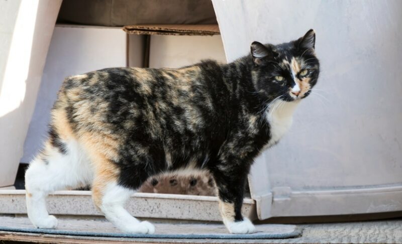 tricolor manx cat