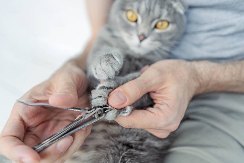 Trimming cat's nails using human nail clipper