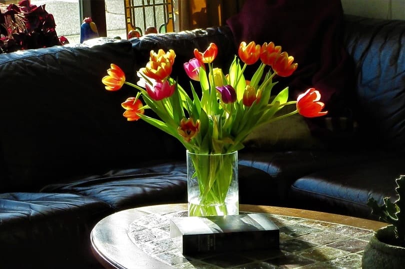 tulips room-pixabay
