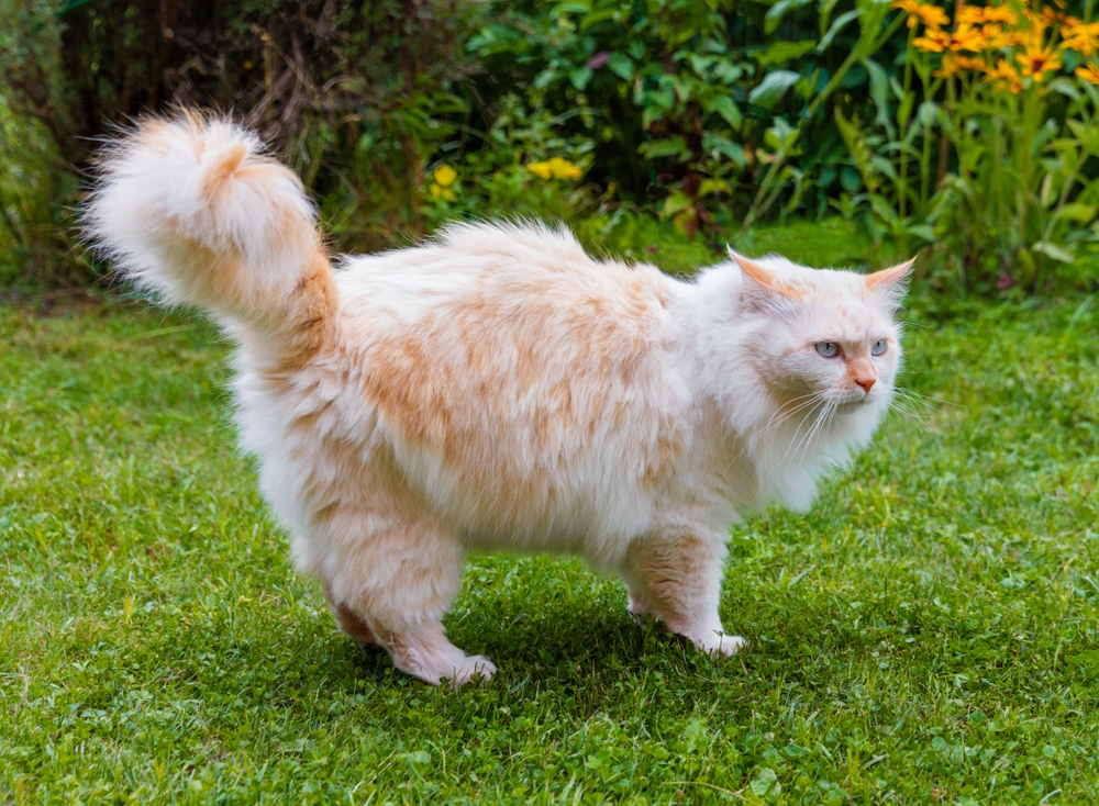 turkish-angora-cat-in-the-garden