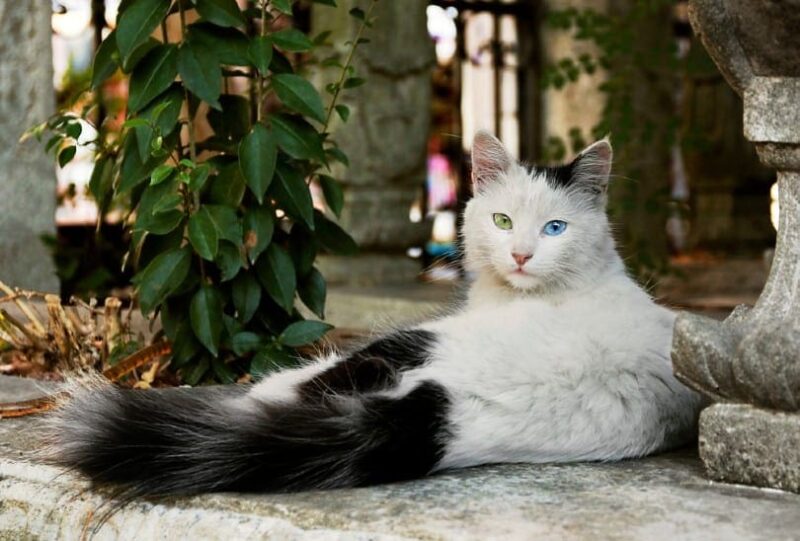 turkish angora cat odd eyes blue and green