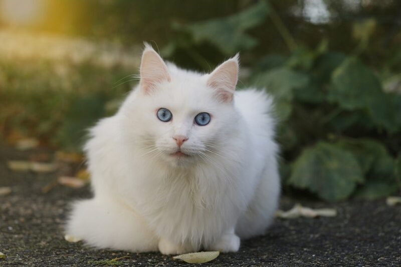 turkish cat with blue eyes_love pattern_shutterstock