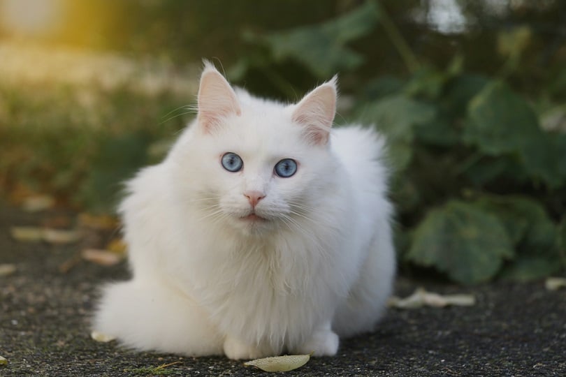 turkish cat with blue eyes_love pattern_shutterstock