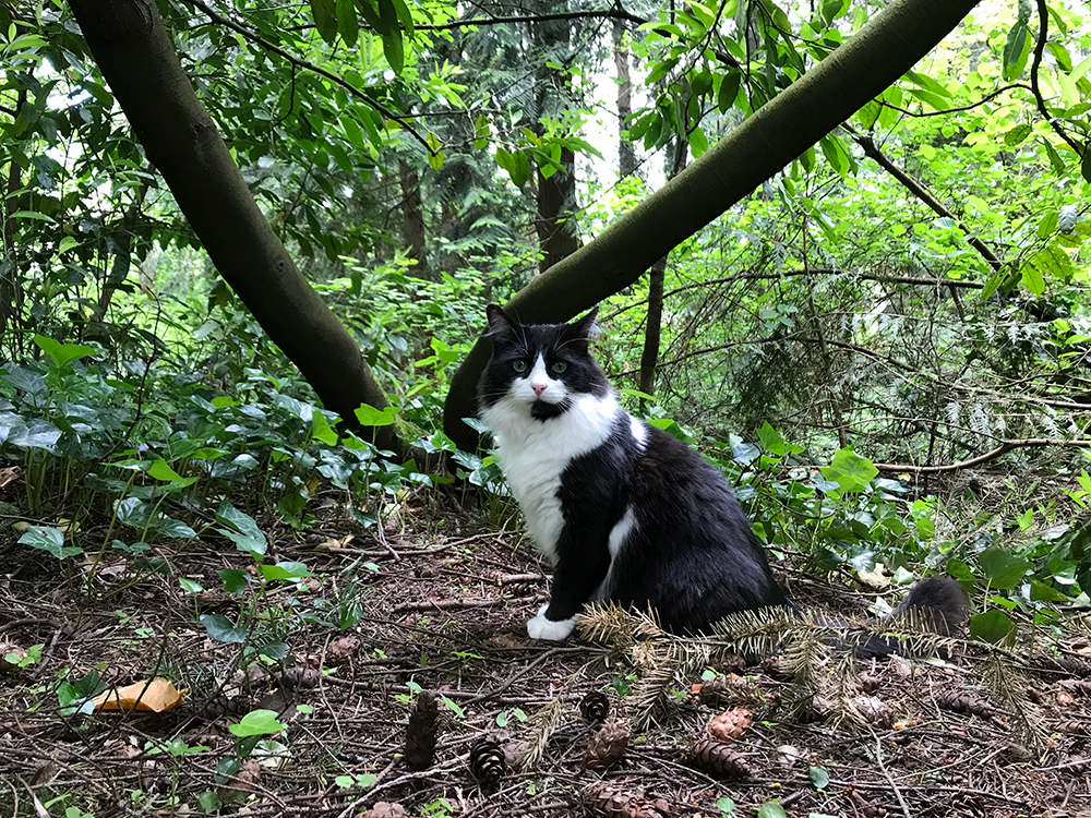 tuxedo cat in the forest