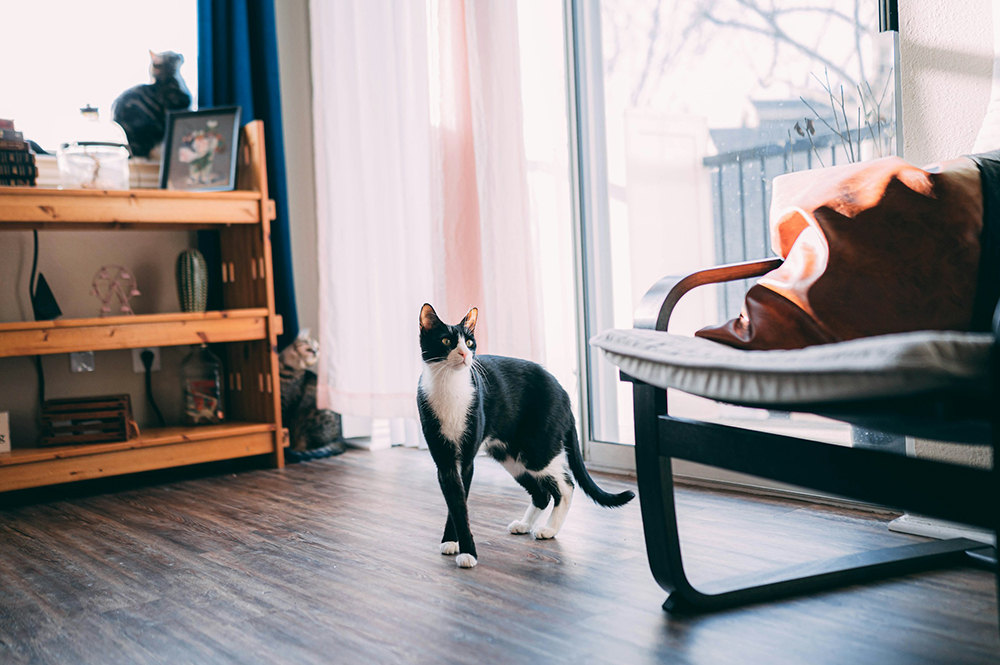 tuxedo cat inside the house