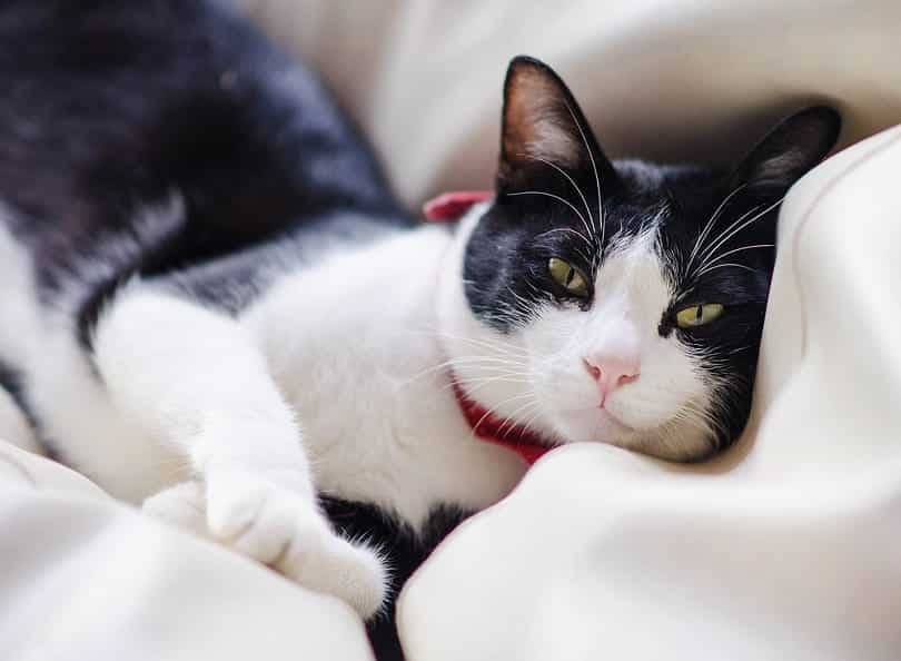 tuxedo cat is smiling