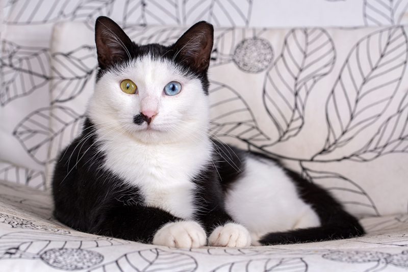 tuxedo cat lying on the sofa