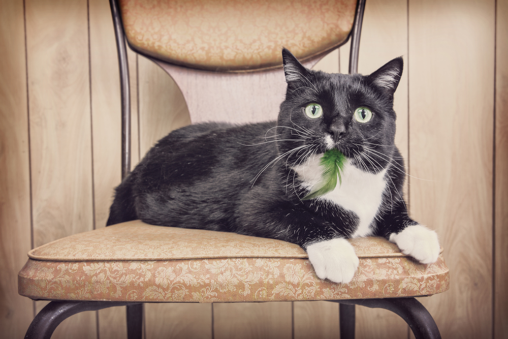 tuxedo cat on the chair with feather on the mouth