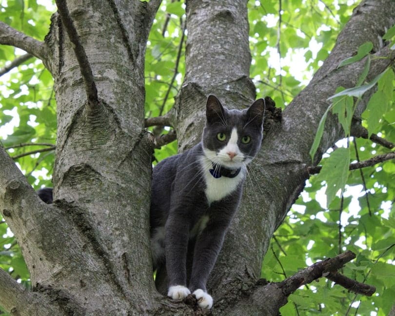 tuxedo cat on tree